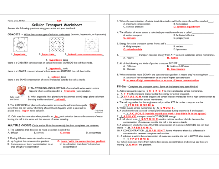 Cell transport worksheet answer key