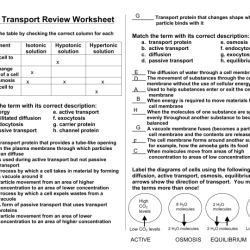 Cell transport worksheet answer key