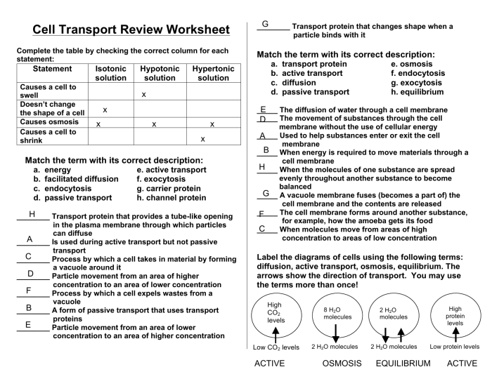 Cell transport worksheet answer key