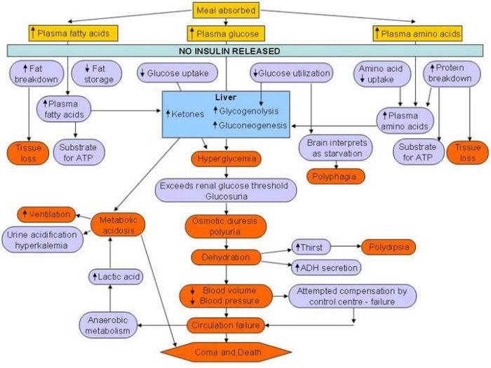 Concept map diabetes mellitus type 1