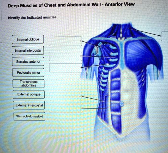 Muscles cage rib thoracic teachmeanatomy intercostals internal intercostal thoracis cavity transverse muscular