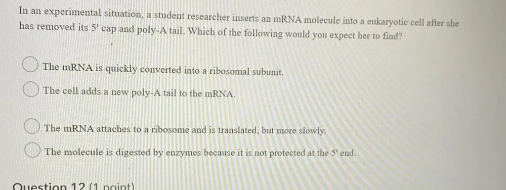 In an experimental situation a student researcher inserts an mrna