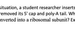 In an experimental situation a student researcher inserts an mrna