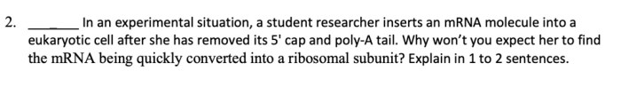 In an experimental situation a student researcher inserts an mrna