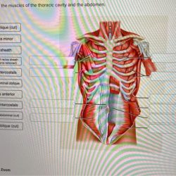 Correctly label the muscles of the thoracic cavity and abdomen.