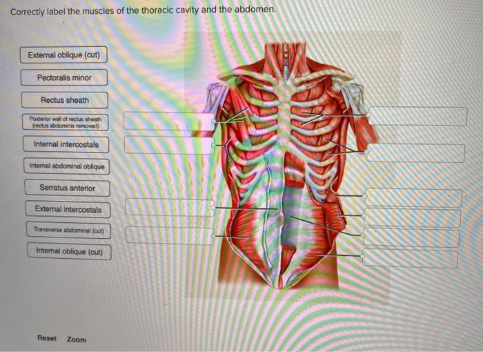 Correctly label the muscles of the thoracic cavity and abdomen.