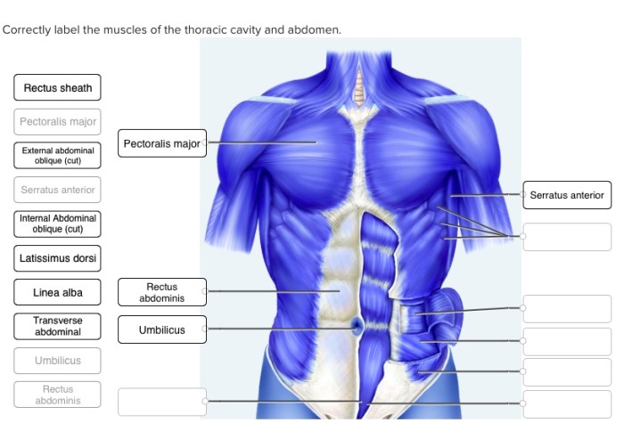 Correctly label the muscles of the thoracic cavity and abdomen.