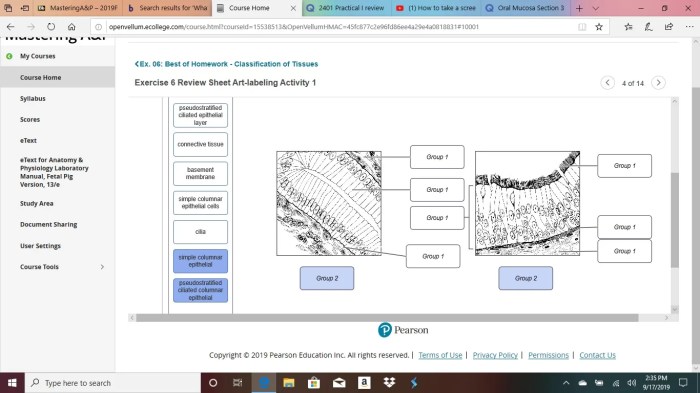 Classification of tissues review sheet exercise 5