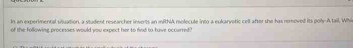 In an experimental situation a student researcher inserts an mrna