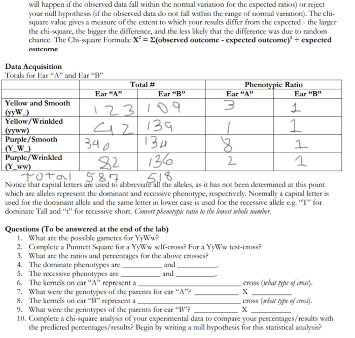 Chapter 10: dihybrid cross worksheet answer key