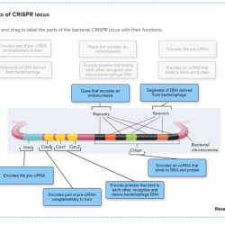 Functions organelles organelle biology nucleus membrane chromosomes