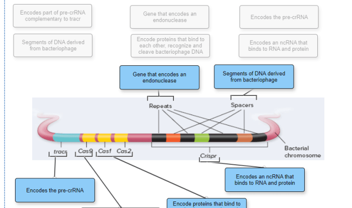 Functions organelles organelle biology nucleus membrane chromosomes