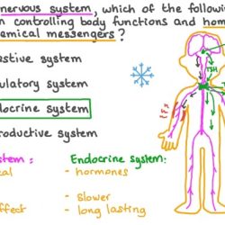 Bioflix activity homeostasis hormones and homeostasis