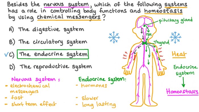 Bioflix activity homeostasis hormones and homeostasis